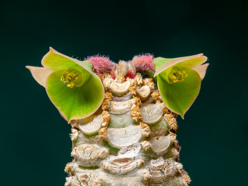 Euphorbia ankarensis 