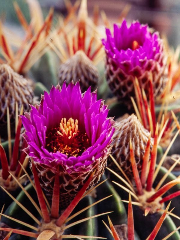 Ferocactus latispinus 