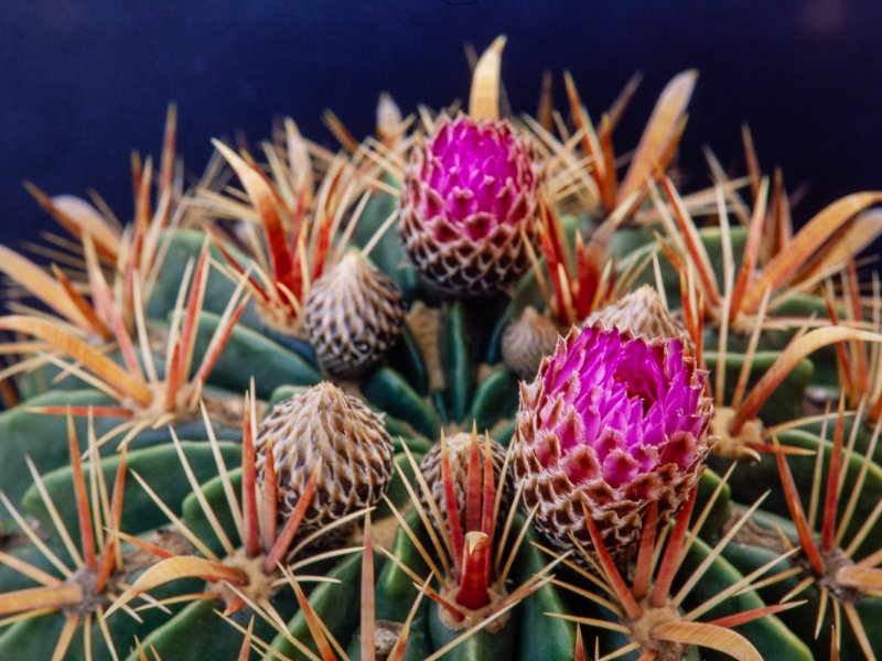 Ferocactus latispinus 