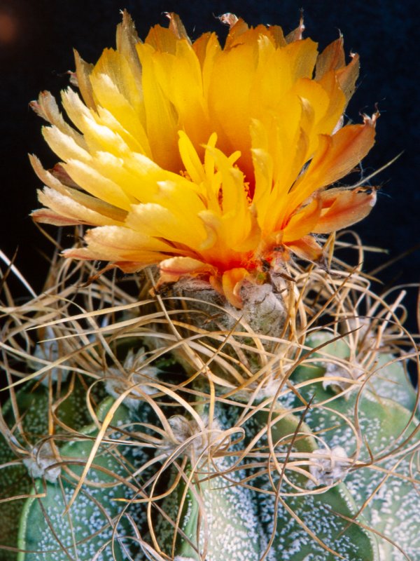 Astrophytum capricorne 