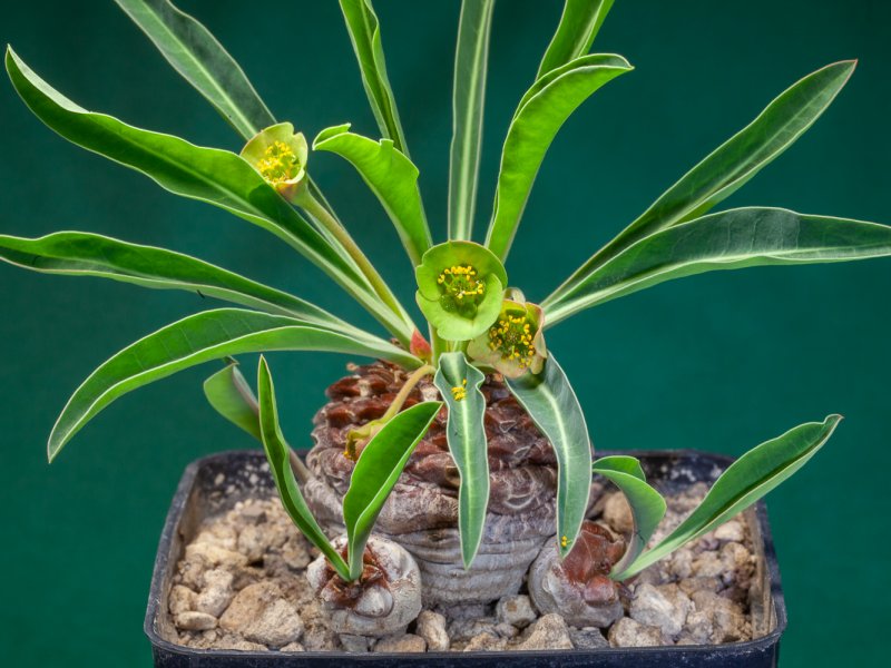 Euphorbia bupleurifolia 
