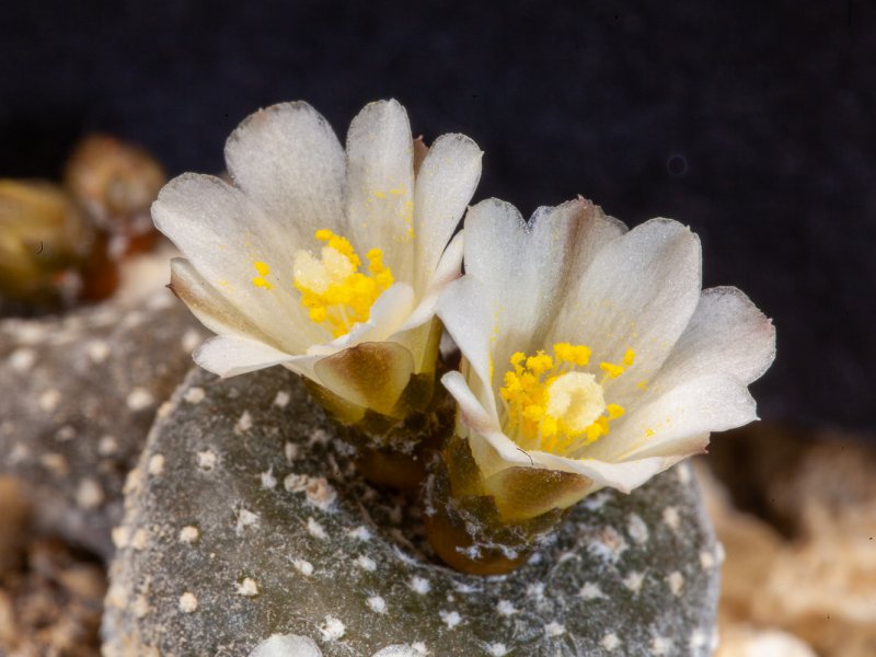 Blossfeldia liliputana 