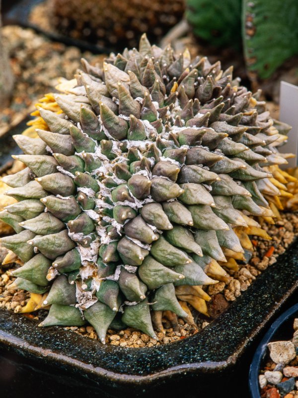 Ariocarpus retusus 