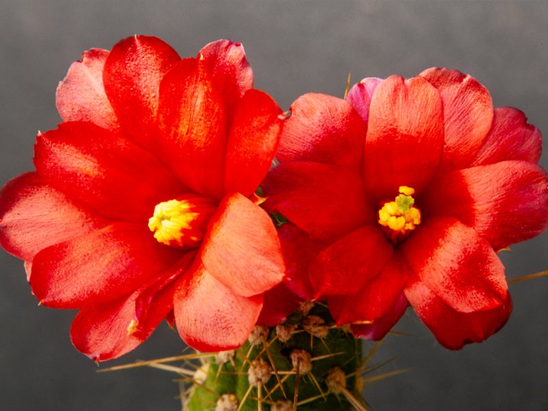 Austrocylindropuntia teres 