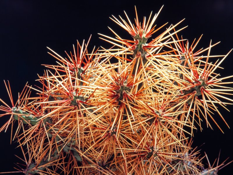 cylindropuntia molesta