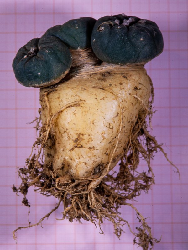 Lophophora diffusa 