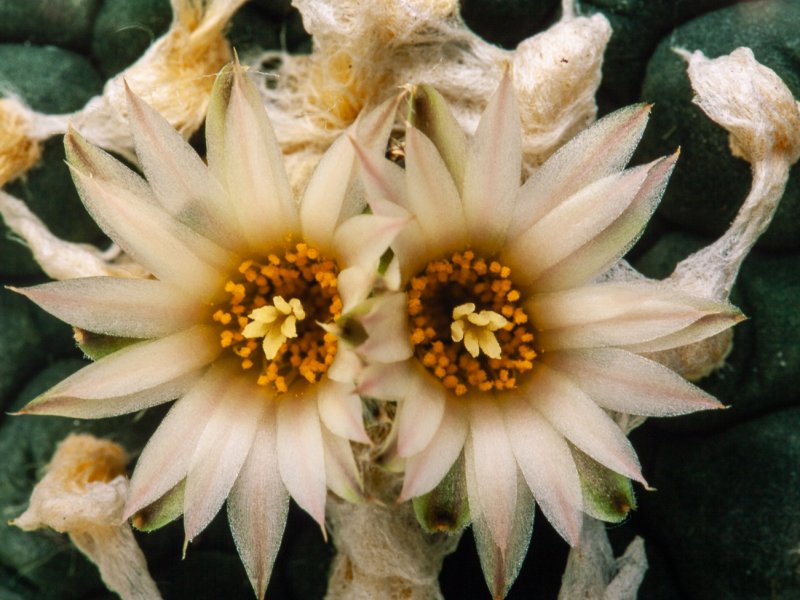 Lophophora williamsii cv. albiflora 