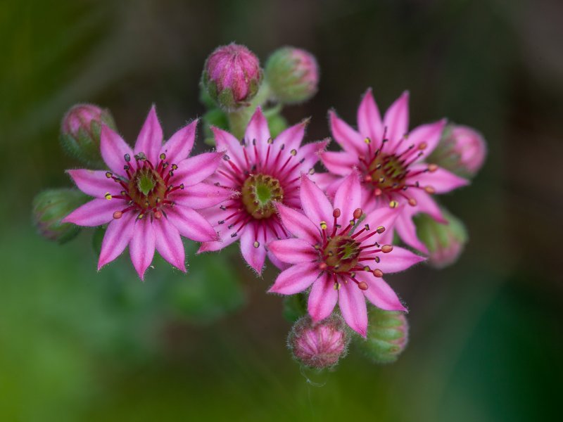 Sempervivum arachnoideum 