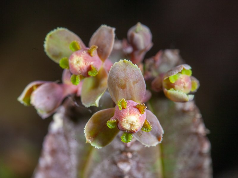 Euphorbia tubiglans 