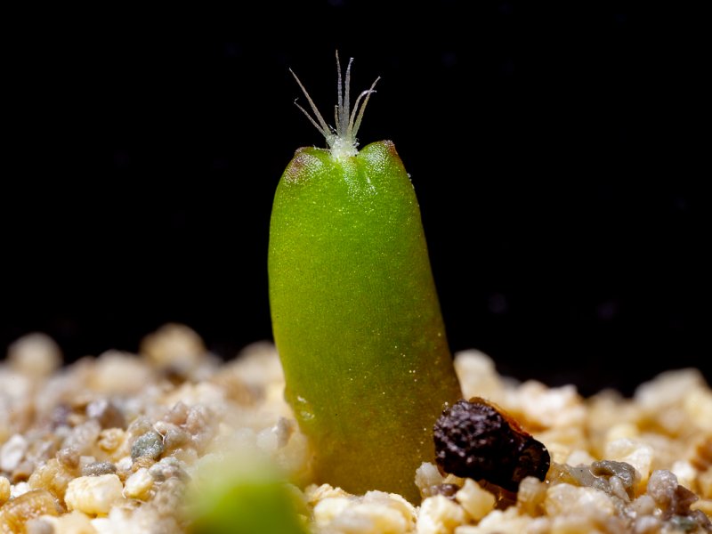 pediocactus peeblesianus ssp. fickeisenii