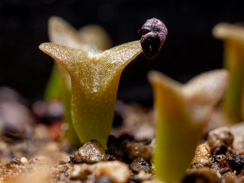 Peniocereus viperinus 