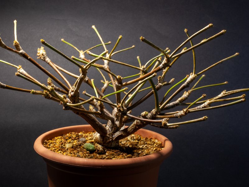 Euphorbia bongolavensis 