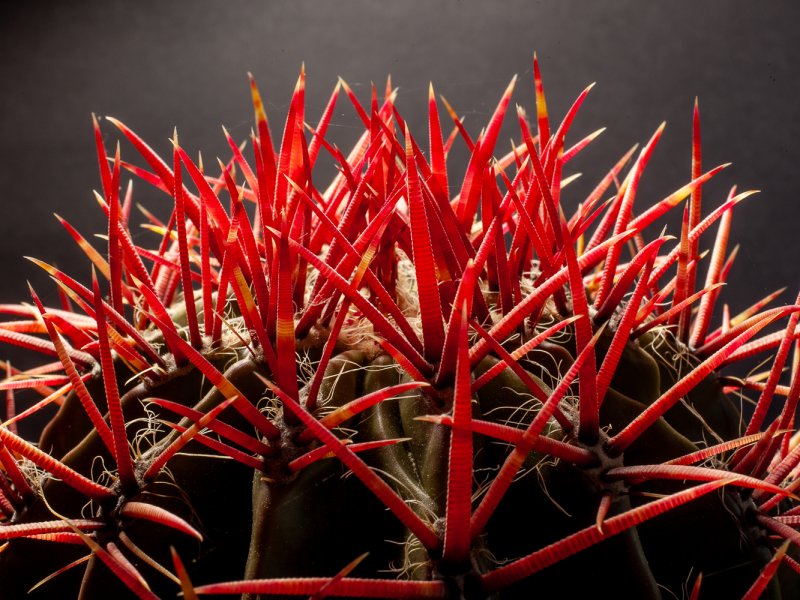 Ferocactus stainesii 