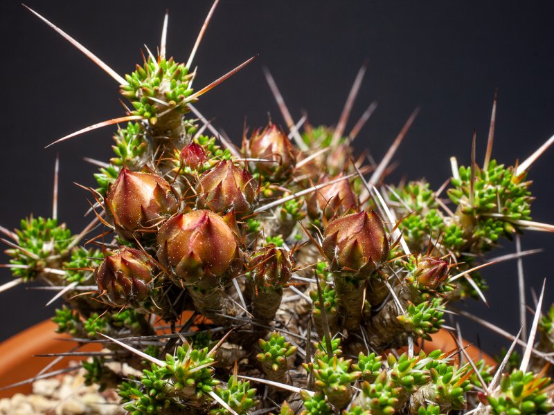 Maihuenia patagonica 