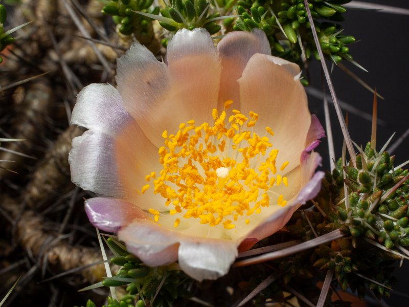 Maihuenia patagonica 