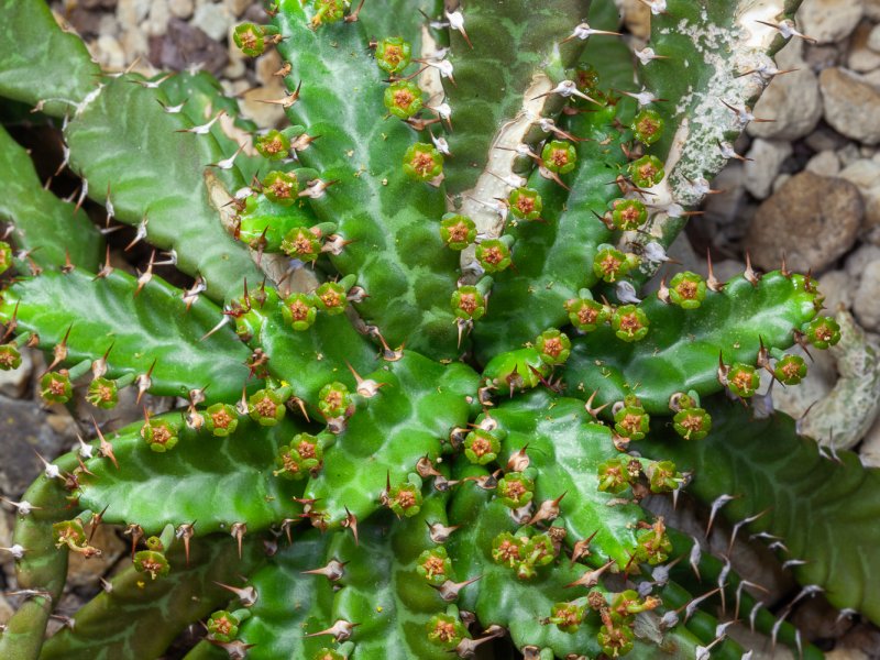 Euphorbia stellata 