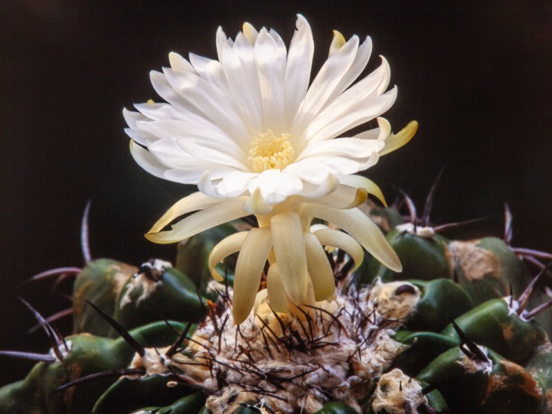 Discocactus placentiformis 