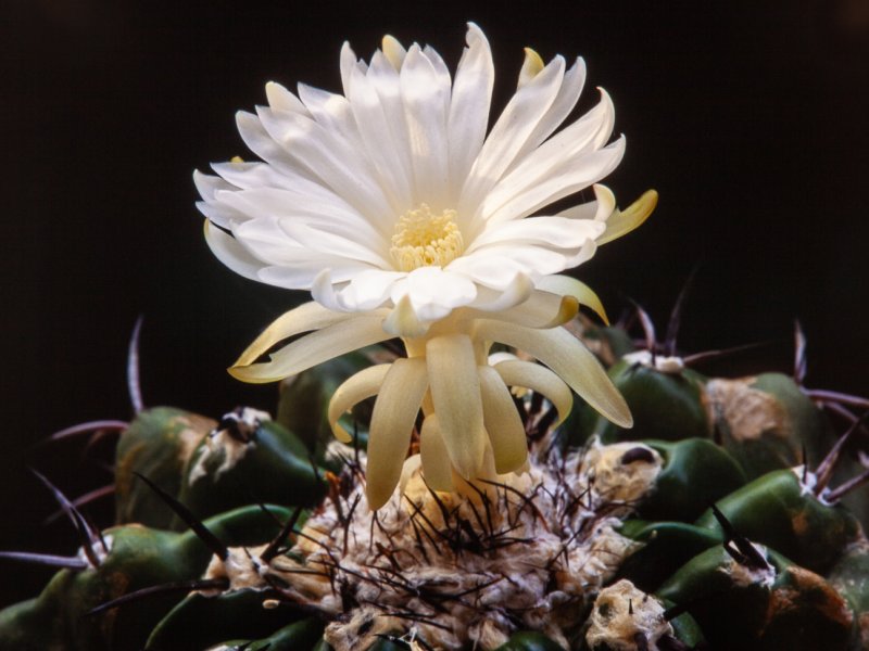 Discocactus placentiformis 