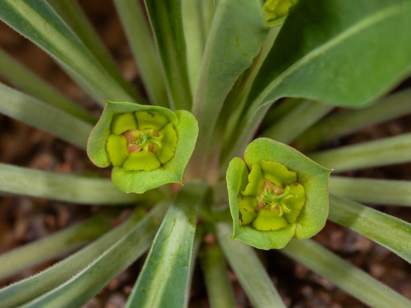 Euphorbia bupleurifolia 