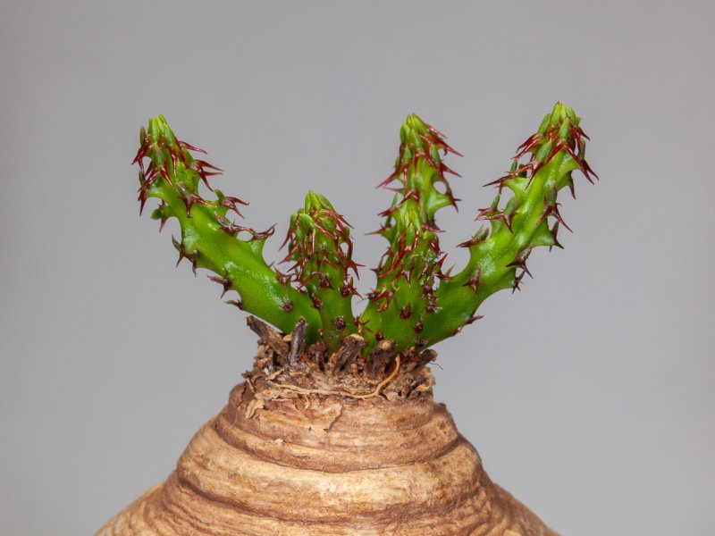 Euphorbia decidua 