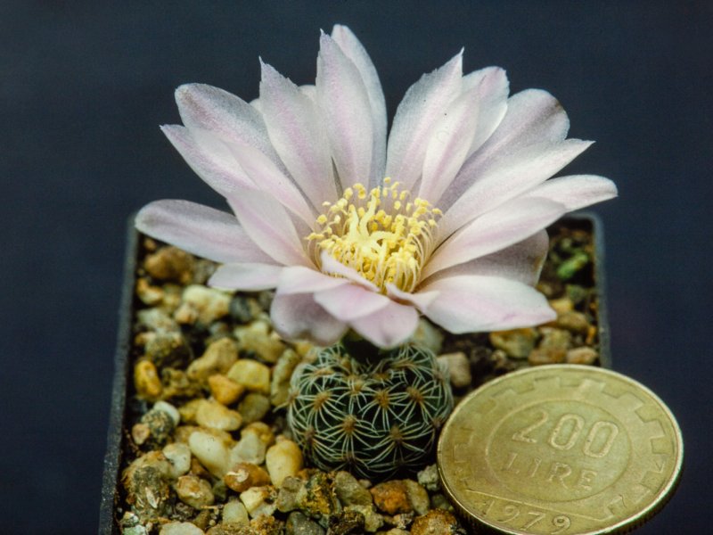 Gymnocalycium bruchii 