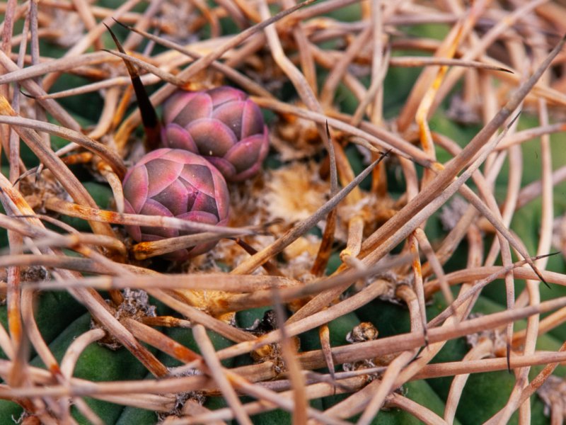 Gymnocalycium spegazzinii ssp. cardenasianum 