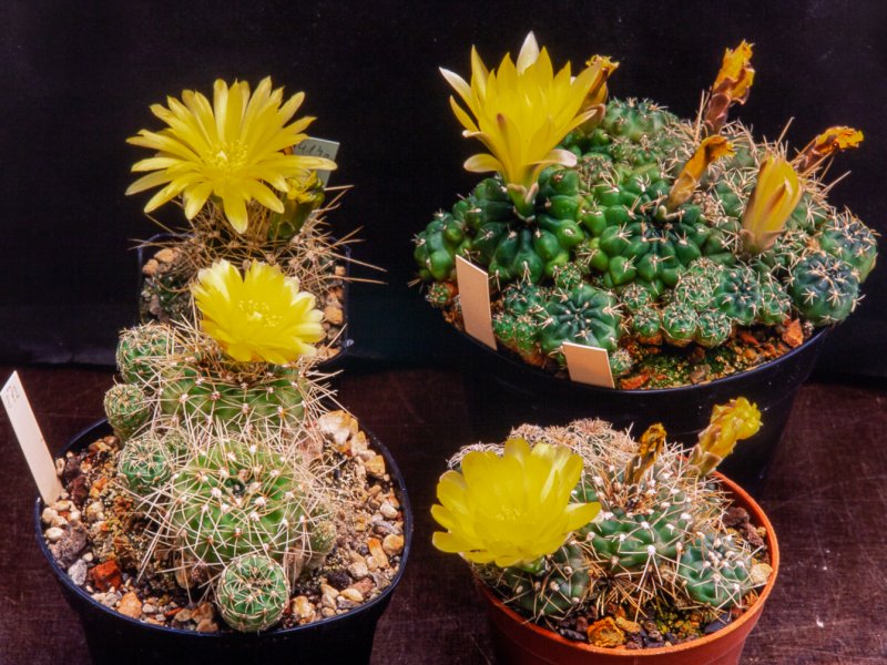 Gymnocalycium andreae 