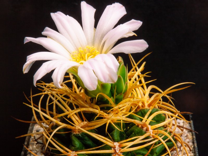 Gymnocalycium monvillei 