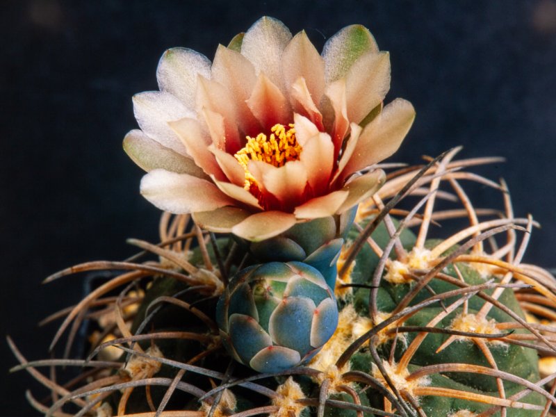 Gymnocalycium spegazzinii sto 149