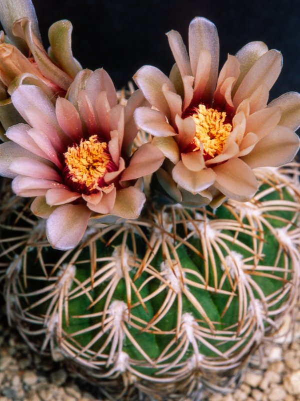 Gymnocalycium spegazzinii v. punillense 