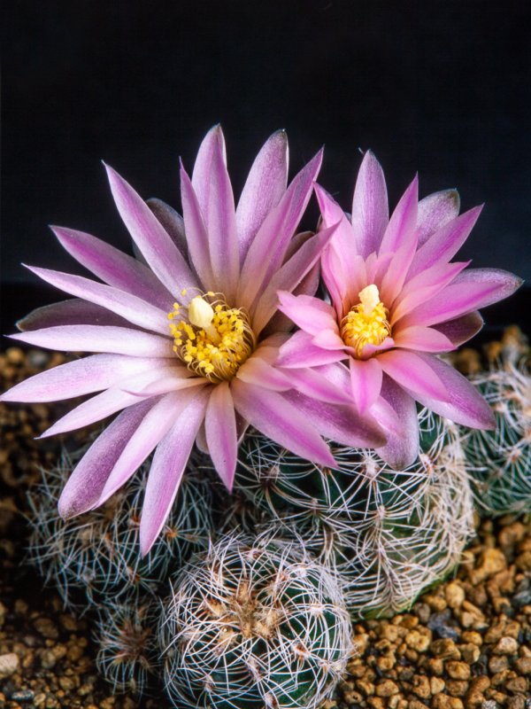 Gymnocalycium bruchii 