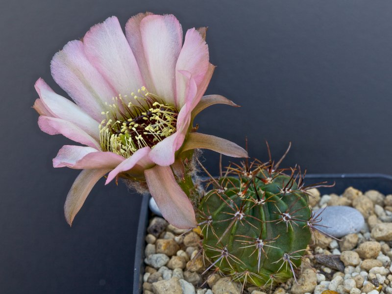 Lobivia jajoiana cv. anemone 