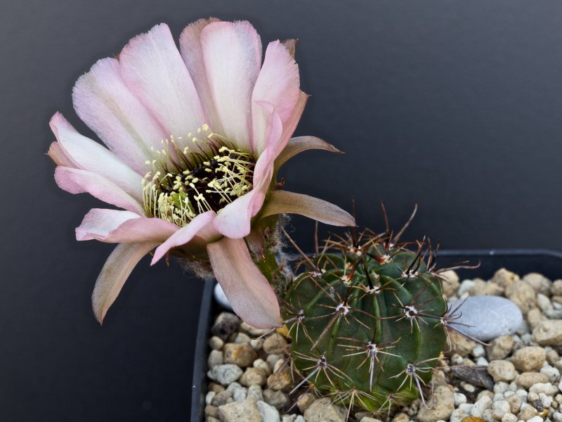 Lobivia jajoana cv. anemone 