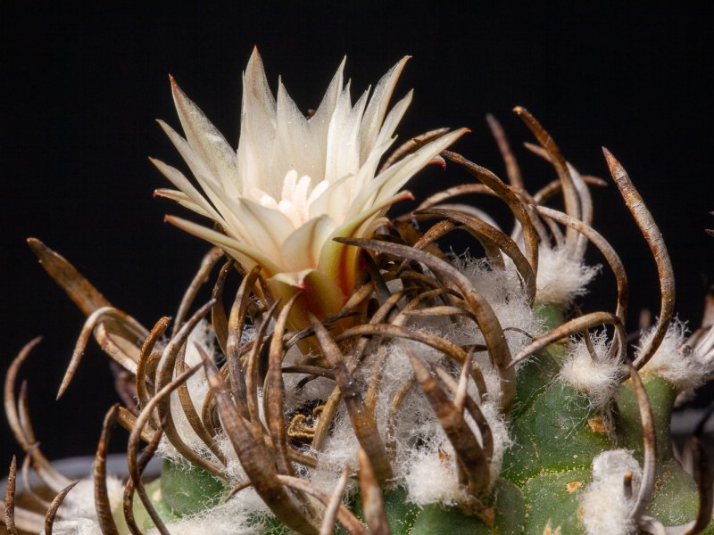 Turbinicarpus flaviflorus 