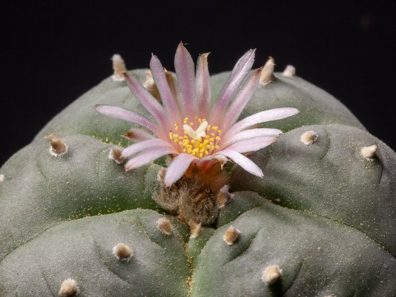 lophophora sp.