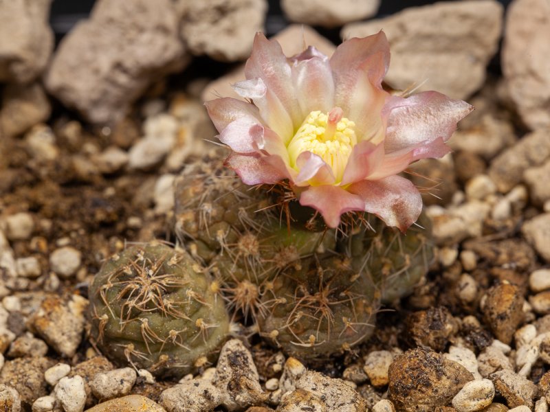 Puna subterranea 