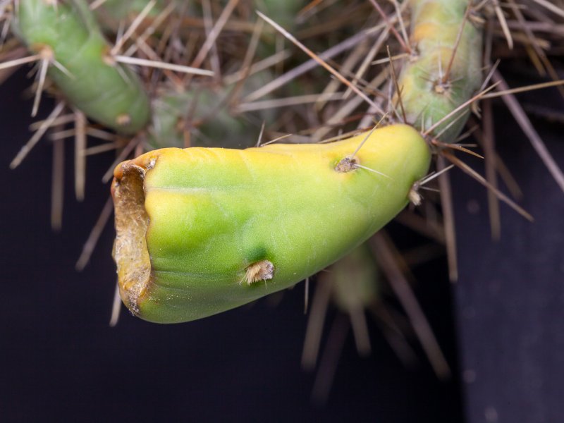 Cylindropuntia davisii 