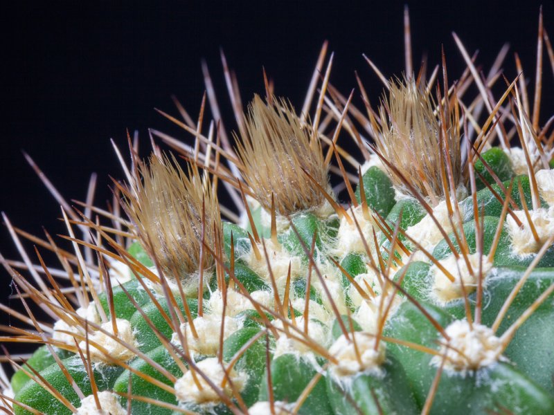 Acanthocalycium violaceum 