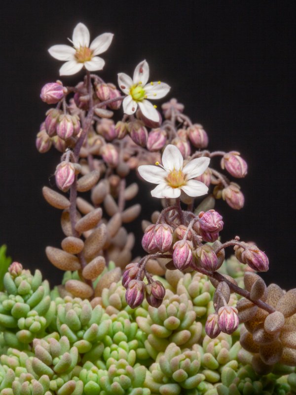 Sedum dasyphyllum 