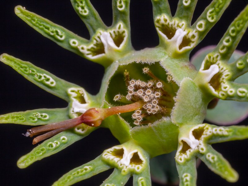 Euphorbia globosa 