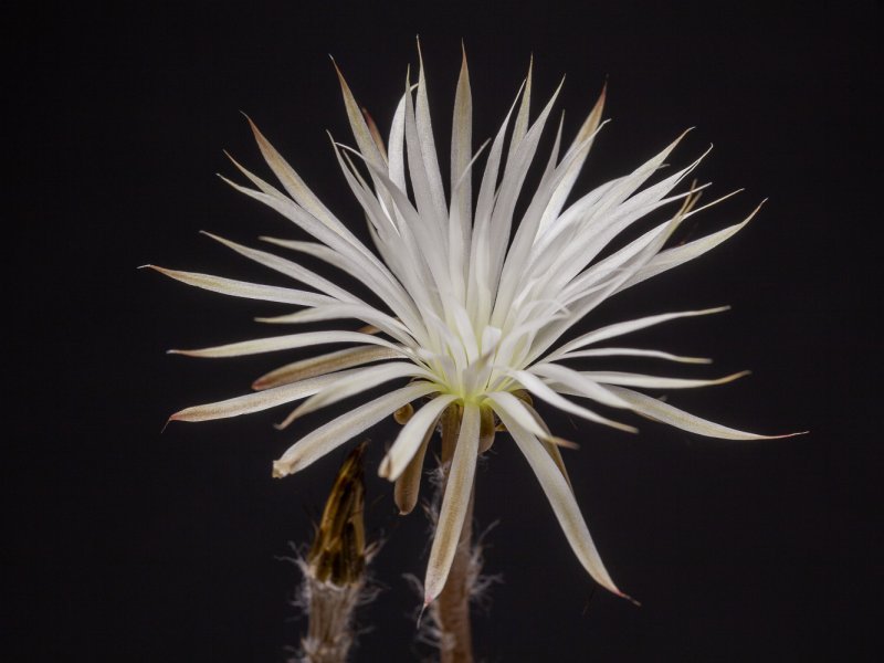 Setiechinopsis mirabilis 