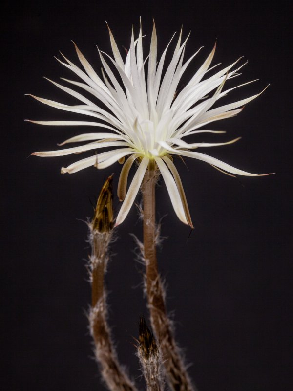 Setiechinopsis mirabilis 