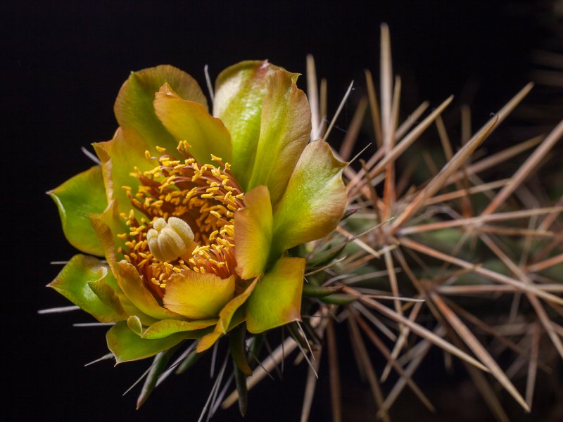 Cylindropuntia davisii 