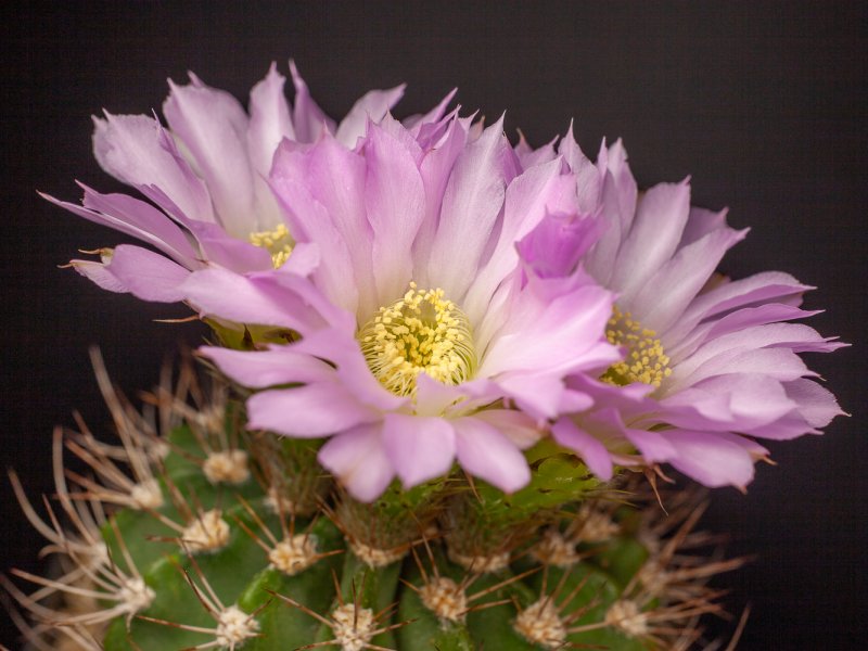 Acanthocalycium violaceum 