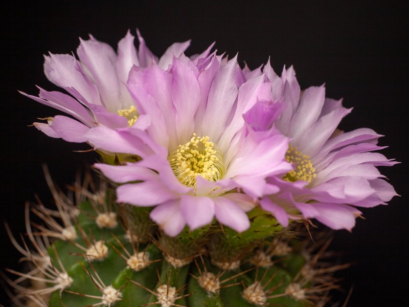 Acanthocalycium violaceum P110