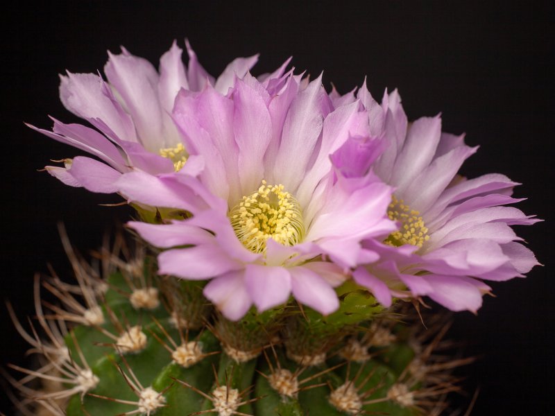 Acanthocalycium violaceum 