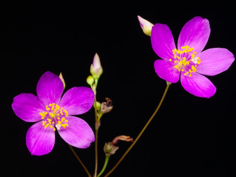 Talinum calycinum 