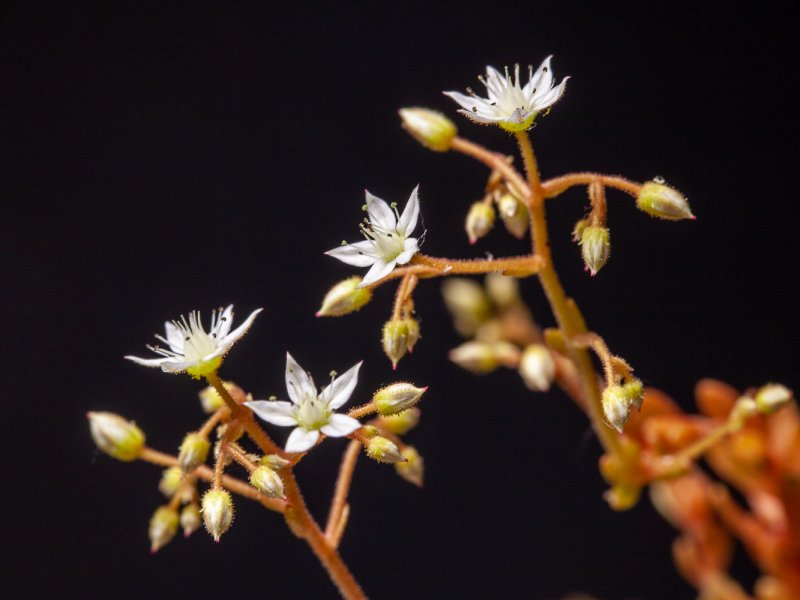 Sedum monregalense 