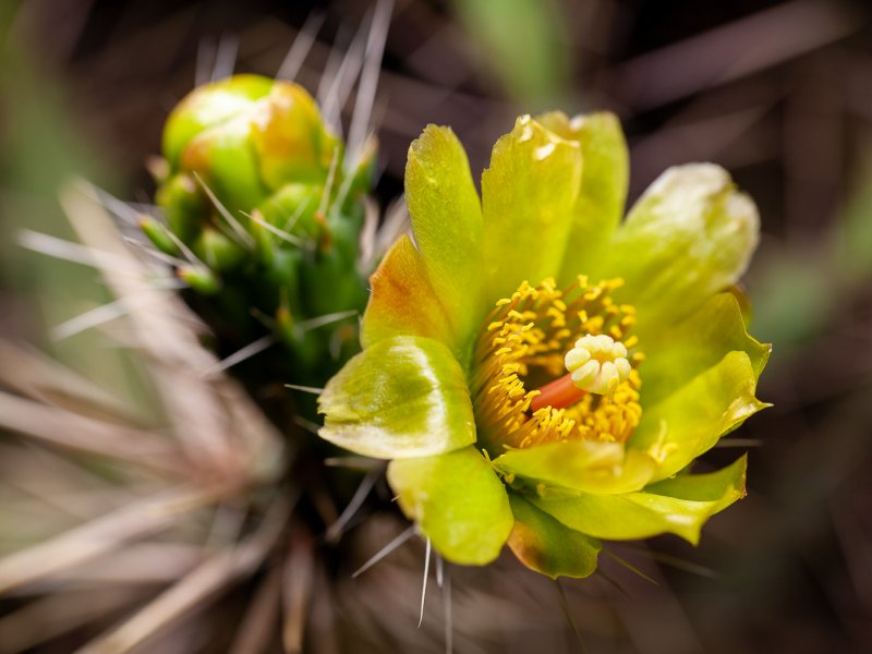 Cylindropuntia davisii 