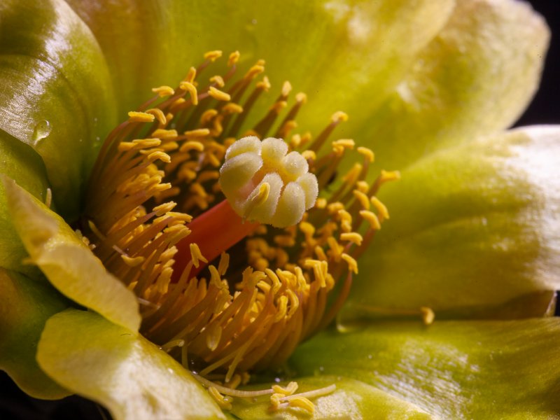 Cylindropuntia davisii 